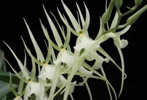 Rare brassia rex waiomao - rare,
