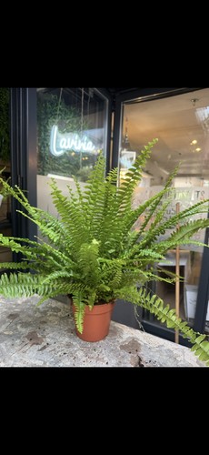 Nephrolepis green moment - green,
