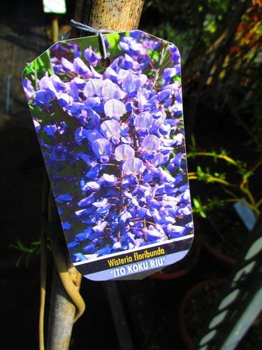 6ft wisteria ito - 6ft,