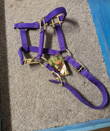 Miniature horse halter - miniature,