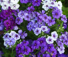 15 Phlox - Phlox Moody Blues Seeds