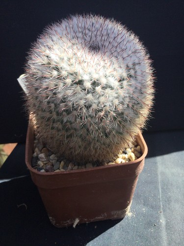 Mature mammillaria sartiera - mature,