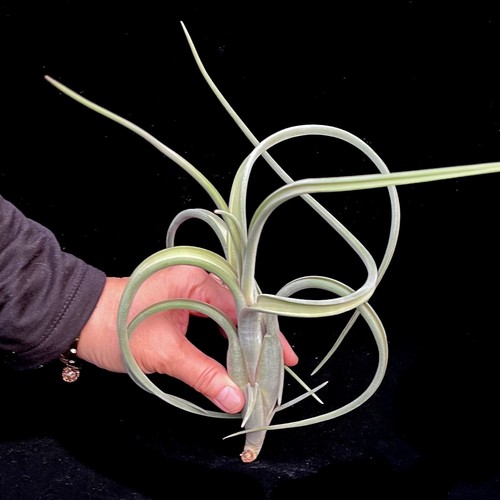 Extra large tillandsia - extra,