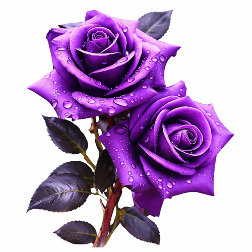 Large purple roses - roses, diy
