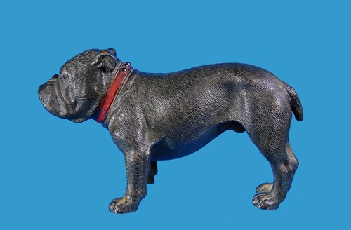 French bulldog boston - bulldog,