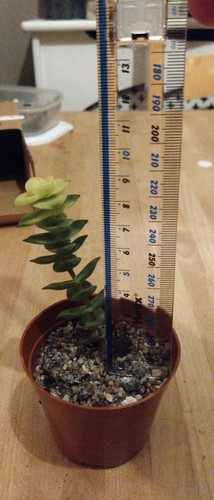 Succulent crassula perforata - succulent,