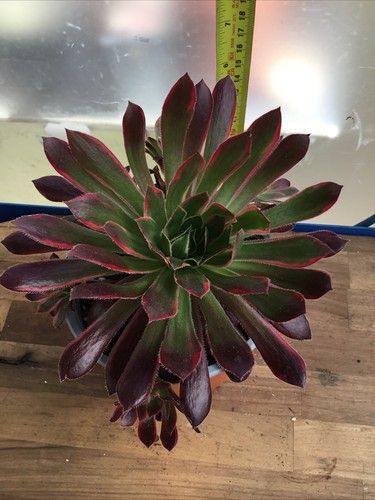 Aeonium peacocks variegated - peacocks,