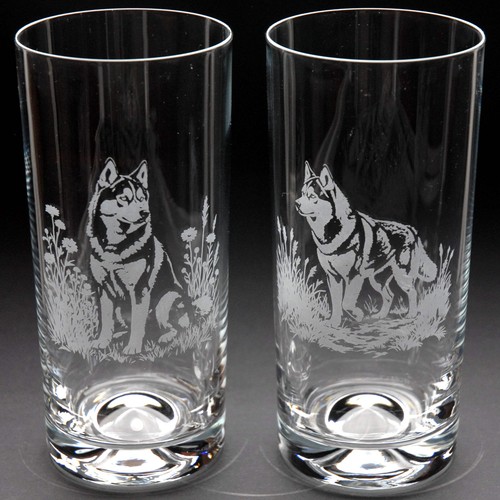 Siberian husky dog - husky, highball