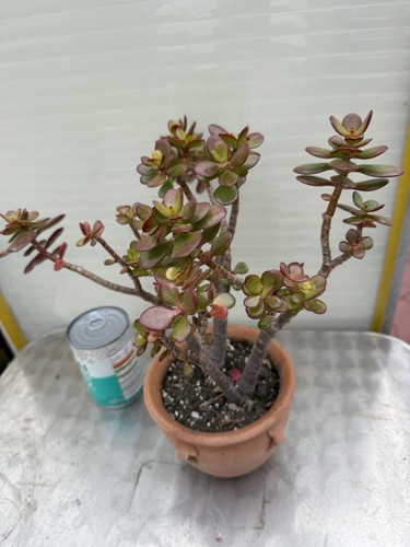 Crassula jade plant live - crassula,