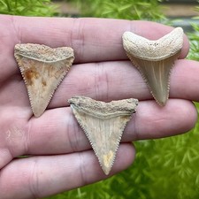 Lot of 3 Great White Shark Teeth Fossils - Summerville SC - Land Site