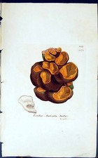 Old Print Exidia Auricula