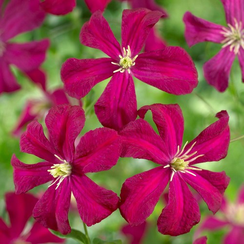 Clematis madame julia - madame,