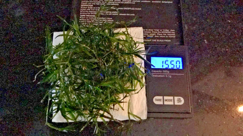 100 guppy grass floating - 5-100, g