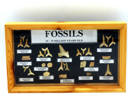 Framed fossil shark ray fish - shark,, ray,