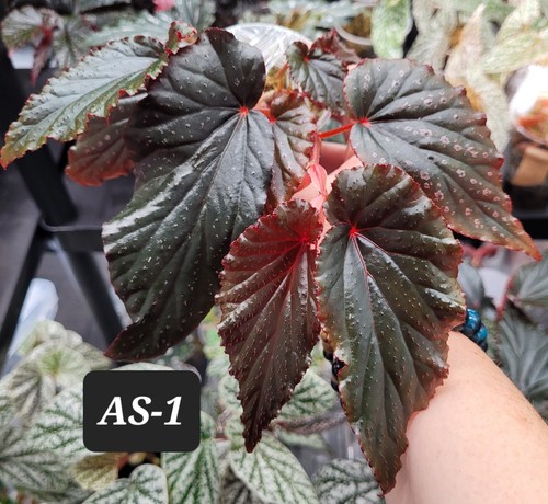 Begonia arabian sunset - arabian,
