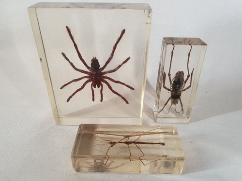 Clear lucite resin specimen - clear, lucite/resin