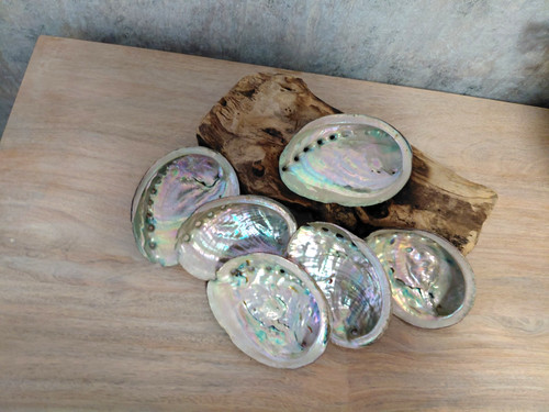 Abalone shell natural sea - abalone,