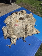 Raw Unwashed Rare Sheep Fleece