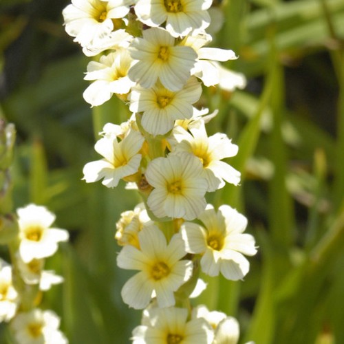 Yellow eyed grass - grass, bare