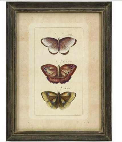 Vintage print butterflies - vintage, of