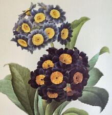 P. J. Redoute Flowers PRIMULA AURICULA Botanical Art Print Book Plate 110
