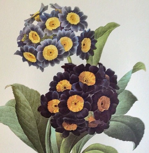 Redoute flowers primula - p.,