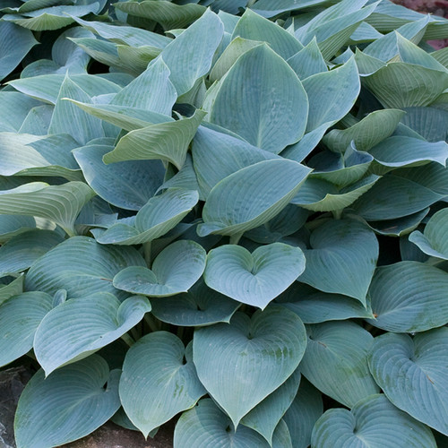 Hosta halcyon outdoor hardy - hosta,