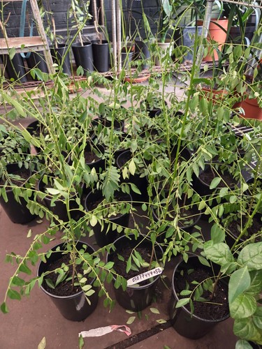 Curry leaf limmdi patta - limmdi,