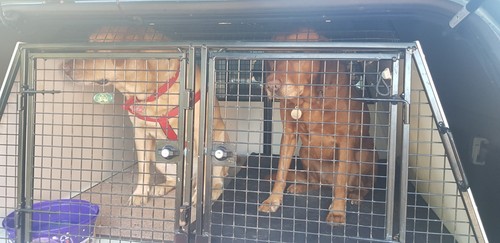Lintran double dog transit box - double,