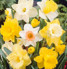 Daffodil Bulbs 5kg Mixed