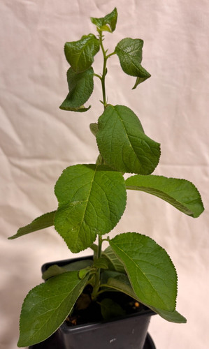 Prunus salicina burbank - prunus,