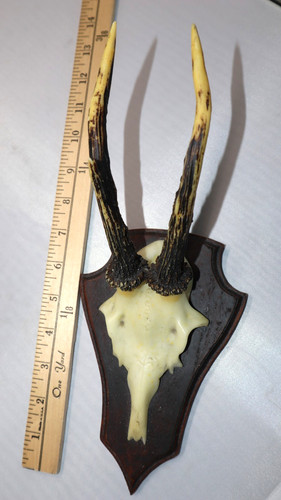 Faux roe deer - roe, horns