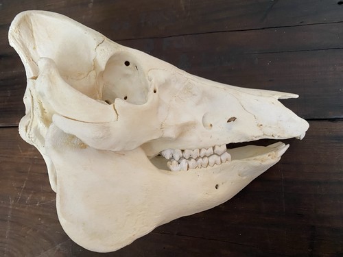 Rare pig skull real bone - rare,