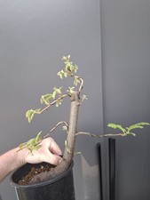 Oak bonsai tree yamadori - oak,