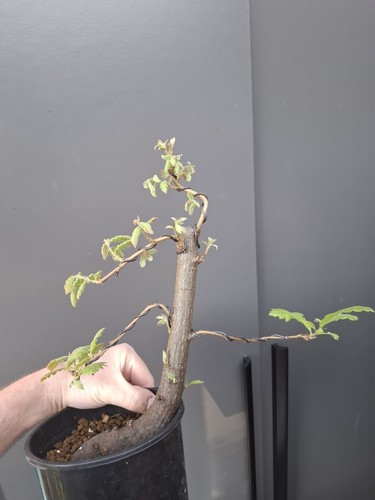 Oak bonsai tree yamadori - oak,