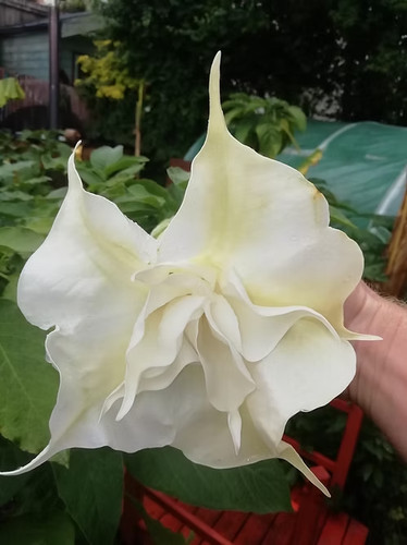 Brugmansia angel trumpets - angel,