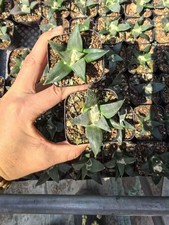 3PCS Ariocarpus retusus Cactus