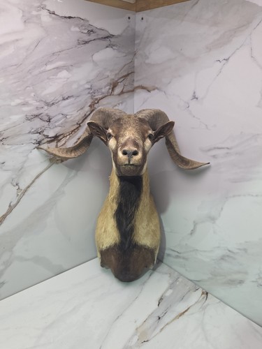 Corsican ram taxidermy - ram,