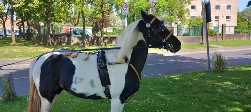 Pony quick hitch leather - hitch,