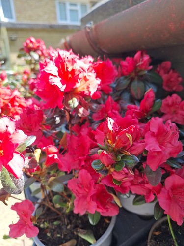 Rhododendron simsii japonica - rhododendron, 'simsii'