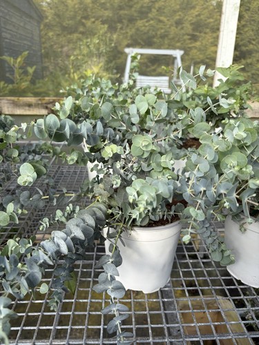 Eucalyptus cinerea silver - eucalyptus,