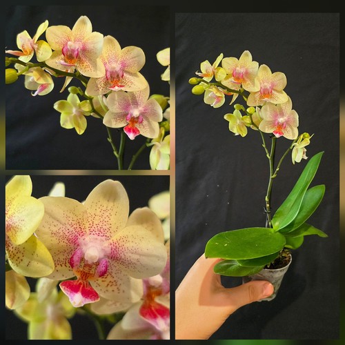 Mini phalaenopsis hibrid 1 - mini,