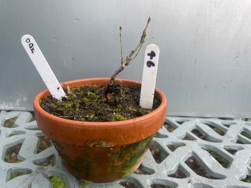 Starter bonsai collection - collection,