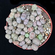 Mixed Pastel Lithops group