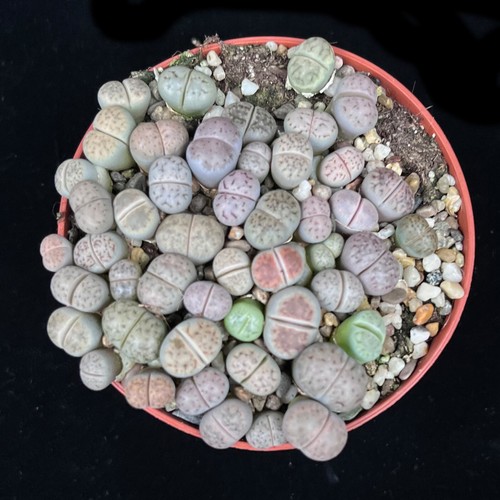 Mixed pastel lithops - pastel,