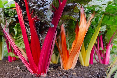 Chard fireworks plug - fireworks, plants