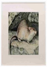 Fuertes Louis Agassiz 1920