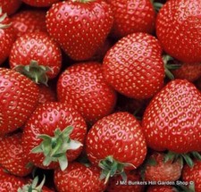 Strawberry 'Florence' - 10 bare root plants FREE NATIONWIDE DELIVERY
