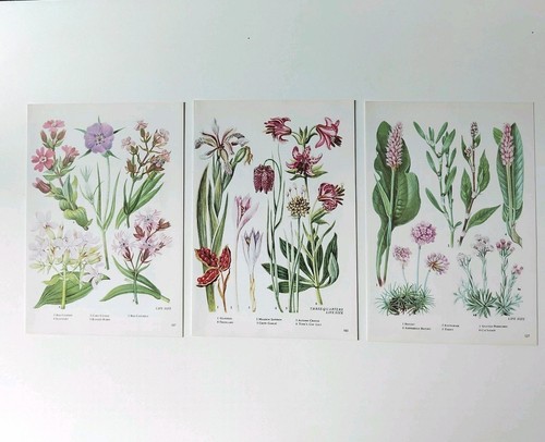 Set vintage botanical - of,