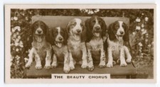 ENGLISH SPRINGER SPANIEL PUPS 1930'S J MILLHOFF DE RESZKE DOG CIGARETTE CARD